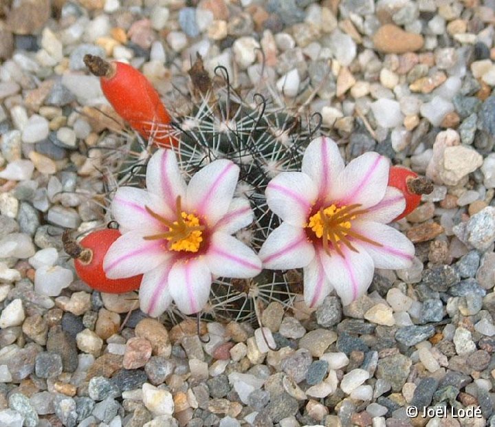 Mammillaria goodridgii JLcoll.2718